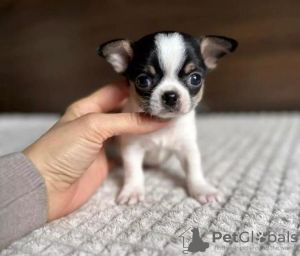 Photo №1. chihuahua - for sale in the city of Berlin | 280$ | Announcement № 90315