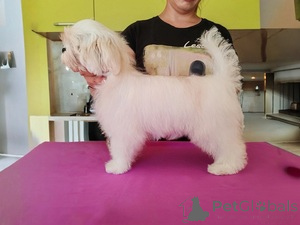 Photo №1. maltese dog - for sale in the city of 665 Site Colonia | 500$ | Announcement № 160237