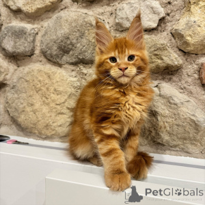 Photo №1. maine coon - for sale in the city of Ostrava | negotiated | Announcement № 171100