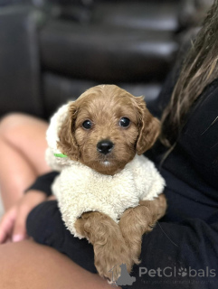 Photo №2 to announcement № 154339 for the sale of cavalier king charles spaniel - buy in United States breeder