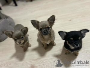 Photo №4. I will sell chihuahua in the city of Стамбул. private announcement - price - 845$