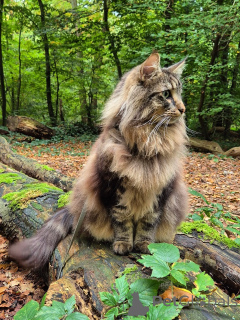 Photo №4. I will sell norwegian forest cat in the city of Rude. breeder - price - 723$