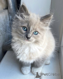 Photo №1. ragdoll - for sale in the city of Andel | negotiated | Announcement № 155561