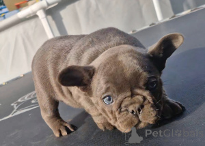 Photo №1. french bulldog - for sale in the city of Smolevichi | 294$ | Announcement № 124830