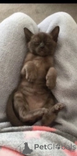 Photo №4. I will sell burmese cat in the city of Doncaster. private announcement - price - 557$