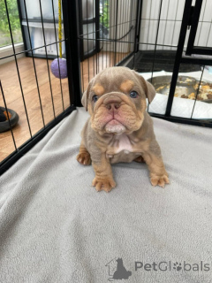 Photo №1. english bulldog - for sale in the city of Eschenau | negotiated | Announcement № 170072