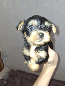 Photo №2 to announcement № 160685 for the sale of beaver yorkshire terrier, yorkshire terrier - buy in Finland private announcement, from nursery, breeder
