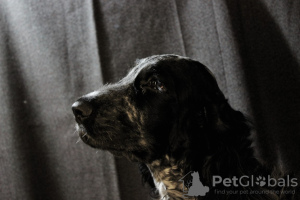 Photo №4. I will sell english cocker spaniel in the city of Minsk. breeder - price - negotiated