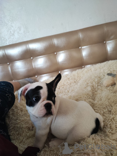 Photo №3. french bulldog. Germany