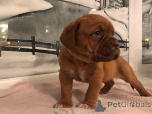 Photo №3. Well Trained Male and female Dogue de Bordeaux Puppies. Honduras