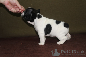 Photo №4. I will sell french bulldog in the city of Москва. from nursery - price - negotiated