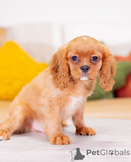 Photo №2 to announcement № 155455 for the sale of cavalier king charles spaniel - buy in Austria private announcement