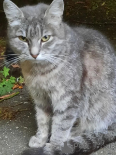 Photo №2 to announcement № 149171 for the sale of  - buy in Russian Federation private announcement