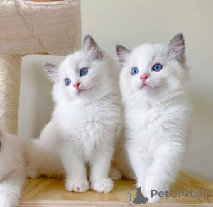 Photo №1. ragdoll - for sale in the city of Hong Kong | 6000$ | Announcement № 157875