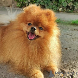 Photo №3. Pomeranian, beautiful puppies. Serbia