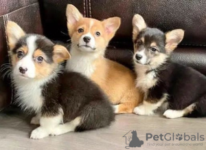 Photo №1. welsh corgi - for sale in the city of Berlin | Is free | Announcement № 98319