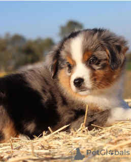 Additional photos: Australian shepherd