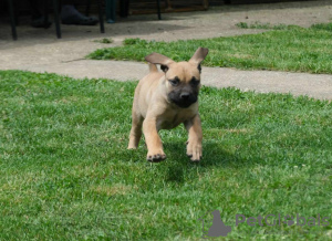 Additional photos: South African Boerboel Mastiff puppies