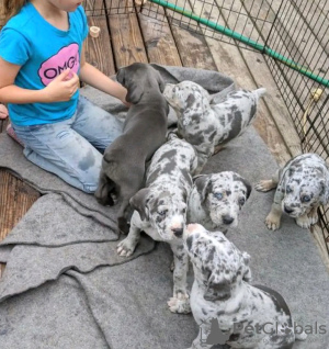 Photo №1. great dane - for sale in the city of Berlin | negotiated | Announcement № 120927