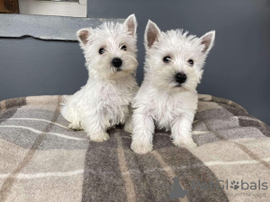 Photo №1. west highland white terrier - for sale in the city of Vantaa | 317$ | Announcement № 96958