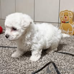 Photo №4. I will sell bichon frise in the city of Paris. private announcement, breeder - price - 723$