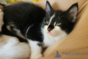 Photo №3. European short -haired kittens with documents. Austria