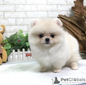 Photo №1. pomeranian - for sale in the city of Mississippi City | negotiated | Announcement № 13526