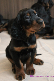 Photo №1. gordon setter - for sale in the city of Скреблово | 273$ | Announcement № 6042
