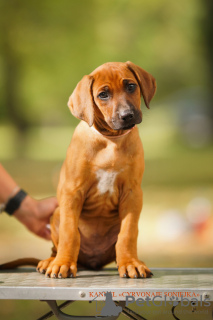 Photo №1. rhodesian ridgeback - for sale in the city of Minsk | negotiated | Announcement № 72846