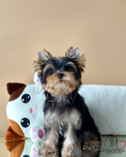 Photo №4. I will sell yorkshire terrier in the city of Seydispjordur. private announcement - price - negotiated
