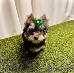 Photo №3. Super Adorable   Yorkies Puppies. United States