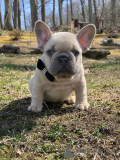 Photo №1. french bulldog - for sale in the city of Virginia | negotiated | Announcement № 161031