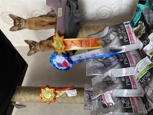 Photo №1. abyssinian cat - for sale in the city of Minsk | 642$ | Announcement № 36919