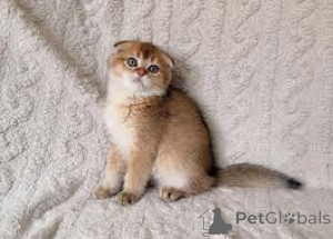 Photo №2 to announcement № 166955 for the sale of scottish fold - buy in Finland private announcement, breeder