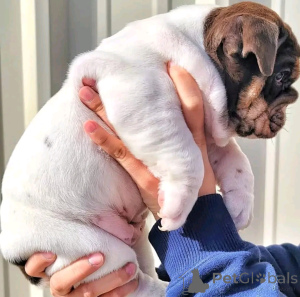 Photo №2 to announcement № 137784 for the sale of english bulldog - buy in Germany breeder