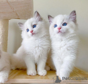 Photo №1. ragdoll - for sale in the city of Prague | negotiated | Announcement № 74544