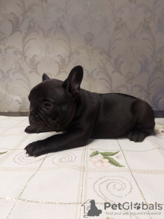 Photo №1. french bulldog - for sale in the city of Würzburg | 471$ | Announcement № 130146