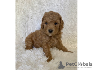 Photo №1. poodle (toy) - for sale in the city of Würzburg | 425$ | Announcement № 99130
