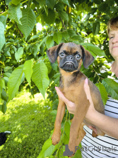 Photo №1. petit brabançon - for sale in the city of Mogilyov | 471$ | Announcement № 146219