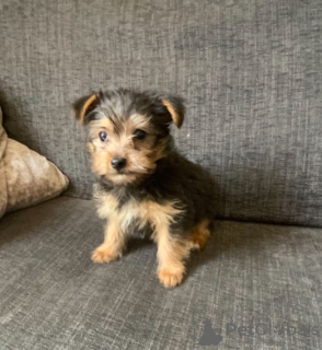 Photo №1. yorkshire terrier - for sale in the city of Andros | 300$ | Announcement № 43398
