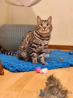Photo №1. bengal cat - for sale in the city of Amersfort | negotiated | Announcement № 145455