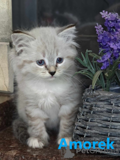 Photo №2 to announcement № 107168 for the sale of siberian cat - buy in Poland private announcement, breeder