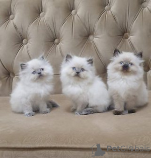 Photo №1. himalayan cat - for sale in the city of Helsinki | negotiated | Announcement № 79801