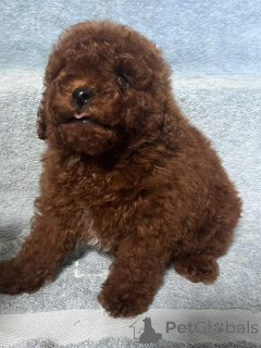 Photo №3. Toy poodle puppies. Ukraine