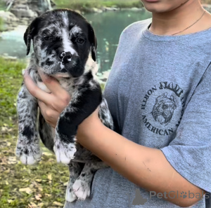 Photo №1. american mastiff - for sale in the city of Fijnaart | negotiated | Announcement № 161248