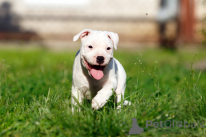 Photo №3. American Staffordshire Bull Terrier puppy. Poland