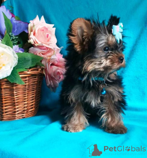 Photo №4. I will sell yorkshire terrier in the city of Москва. private announcement - price - 355$
