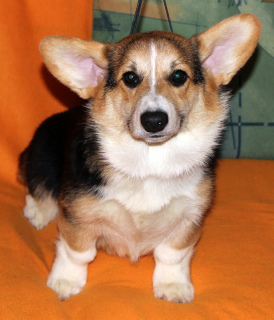 Photo №4. I will sell welsh corgi in the city of Moscow. from nursery - price - 863$