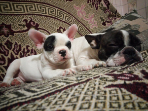 Additional photos: I will sell a puppy of the French bulldog
