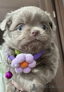 Photo №4. I will sell chihuahua in the city of Sivats.  - price - negotiated